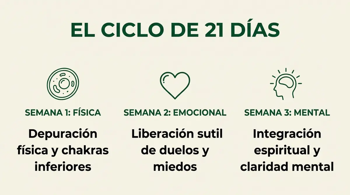 Infografía del ciclo de depuración de 21 días en Reiki, dividida en tres semanas con sus correspondientes procesos físicos, emocionales y mentales.